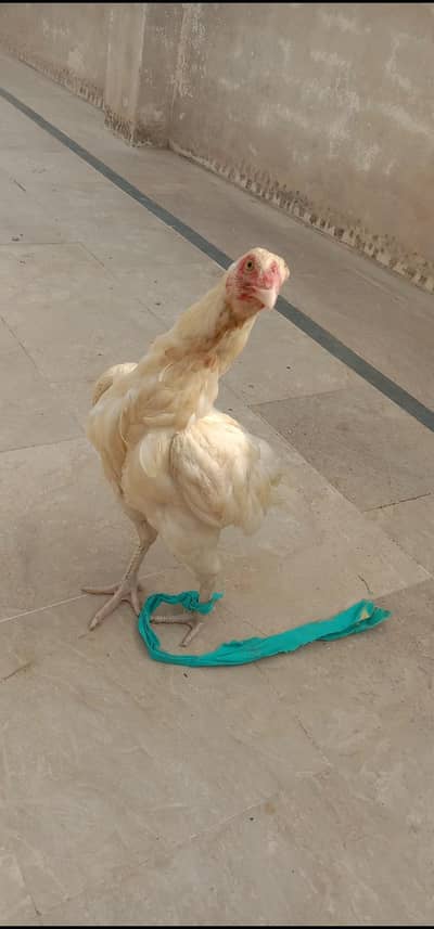 Mashallah top quality Heera Aseel Miawali Madi khari takti zair dum .