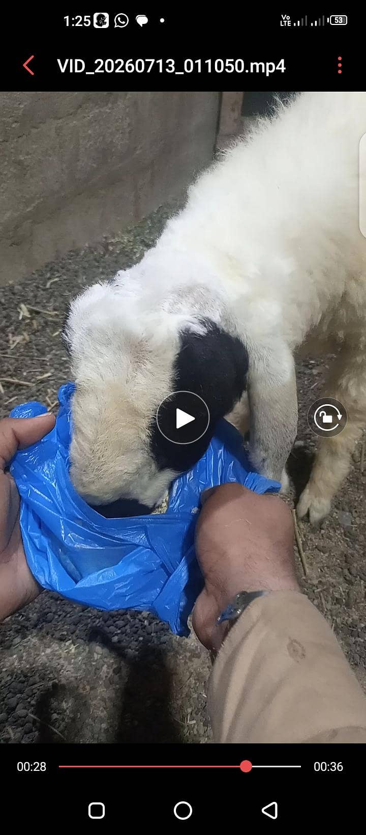 Dumba 1