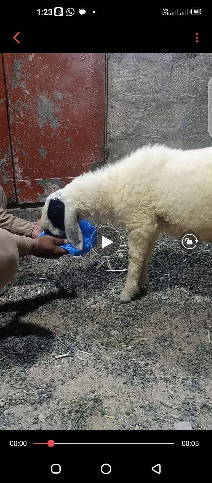 Dumba 3