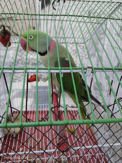 Raw parrot  for sale