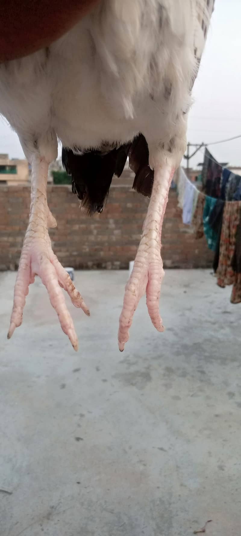 Dasi pair 1