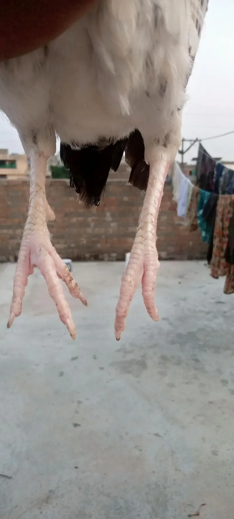 Dasi pair — photo 2