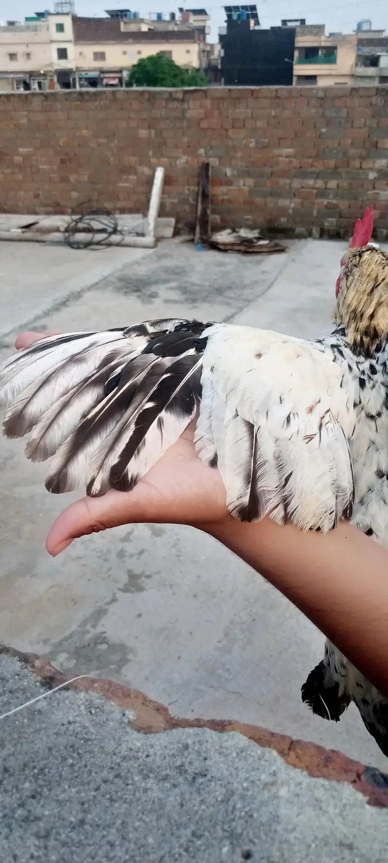 Dasi pair — photo 4