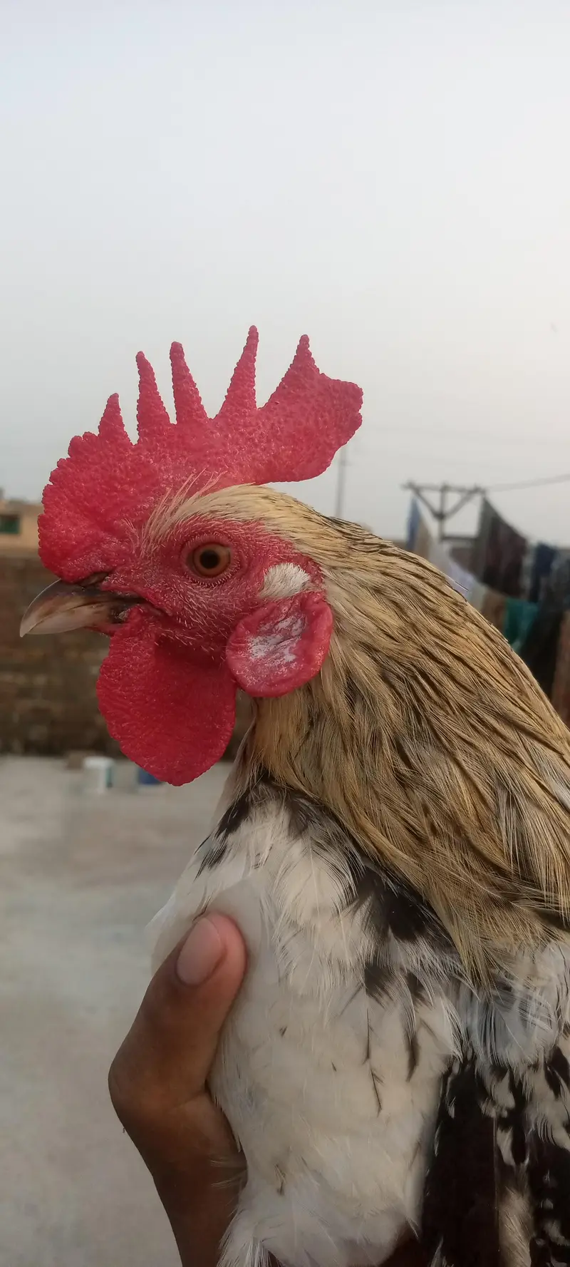 Dasi pair — photo 7