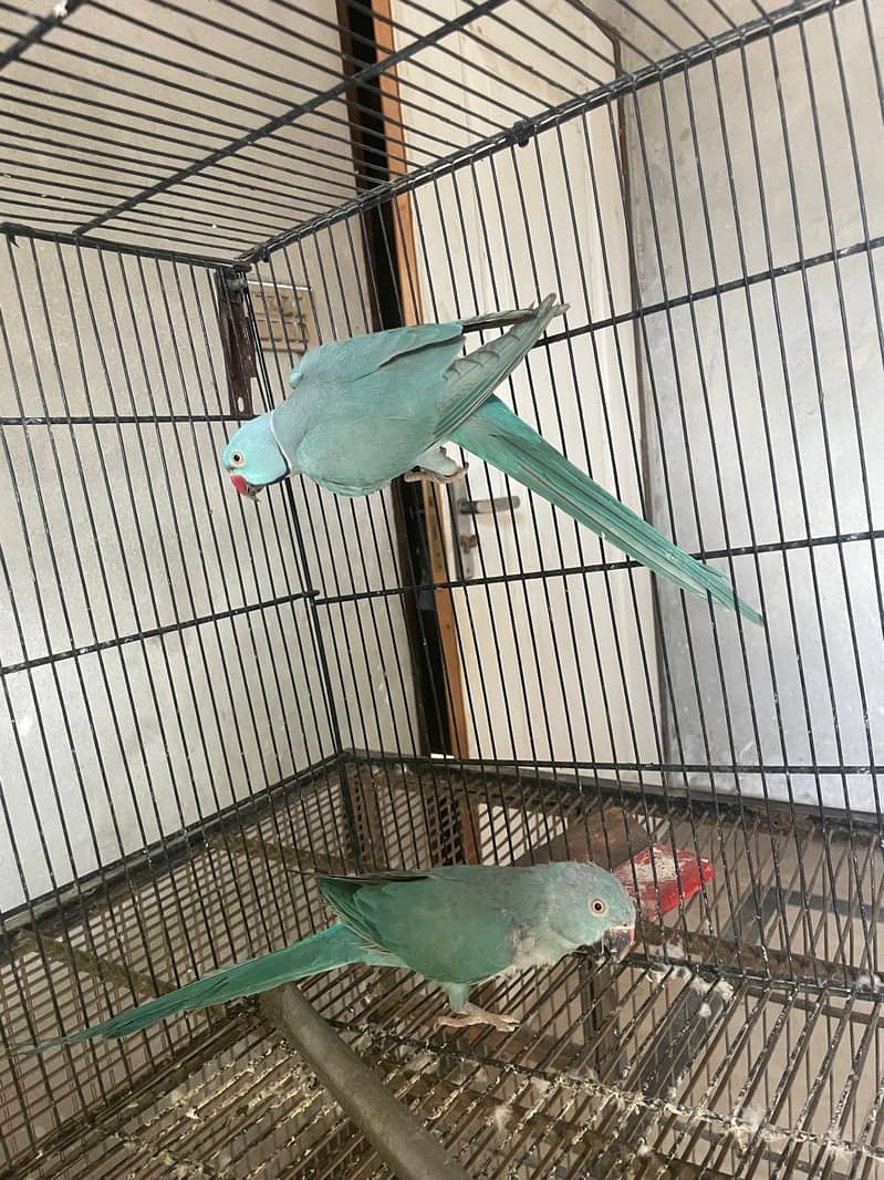 breader pair 1