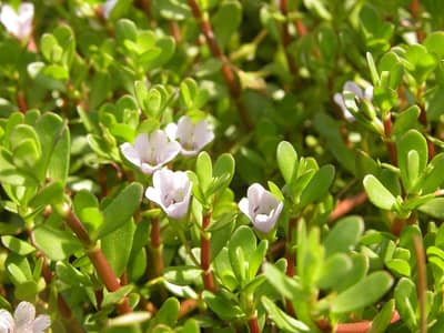Bacopa Monnieri Aquarium Plant For Sale