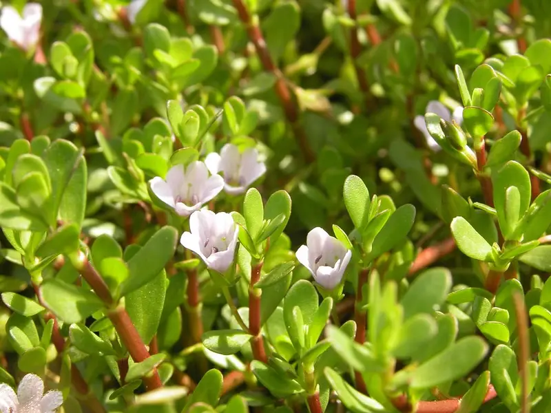 Bacopa Monnieri Aquarium Plant For Sale
