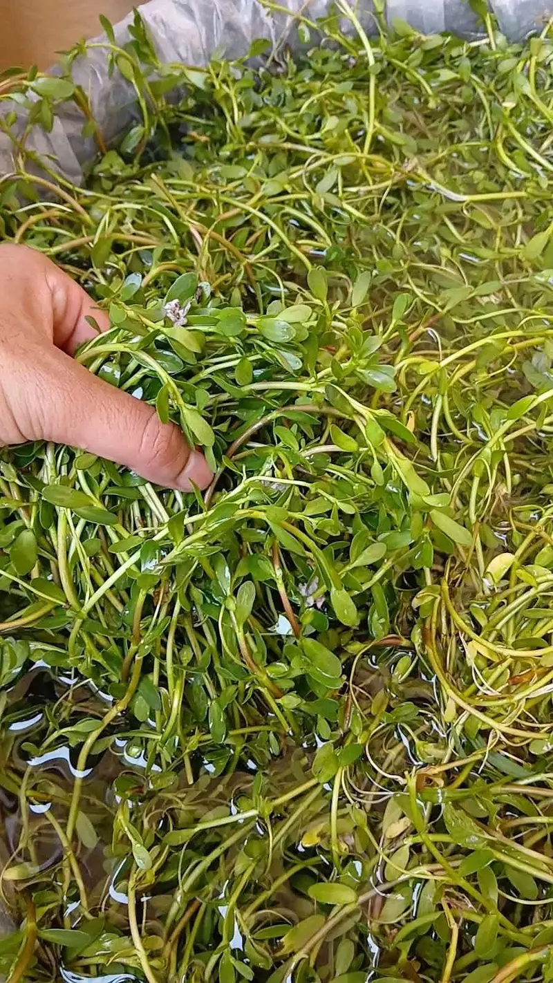 Bacopa Monnieri Aquarium Plant For Sale — photo 2