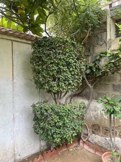 Imported ,big healthy plants for sale