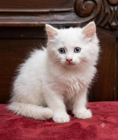 White Persian kitten