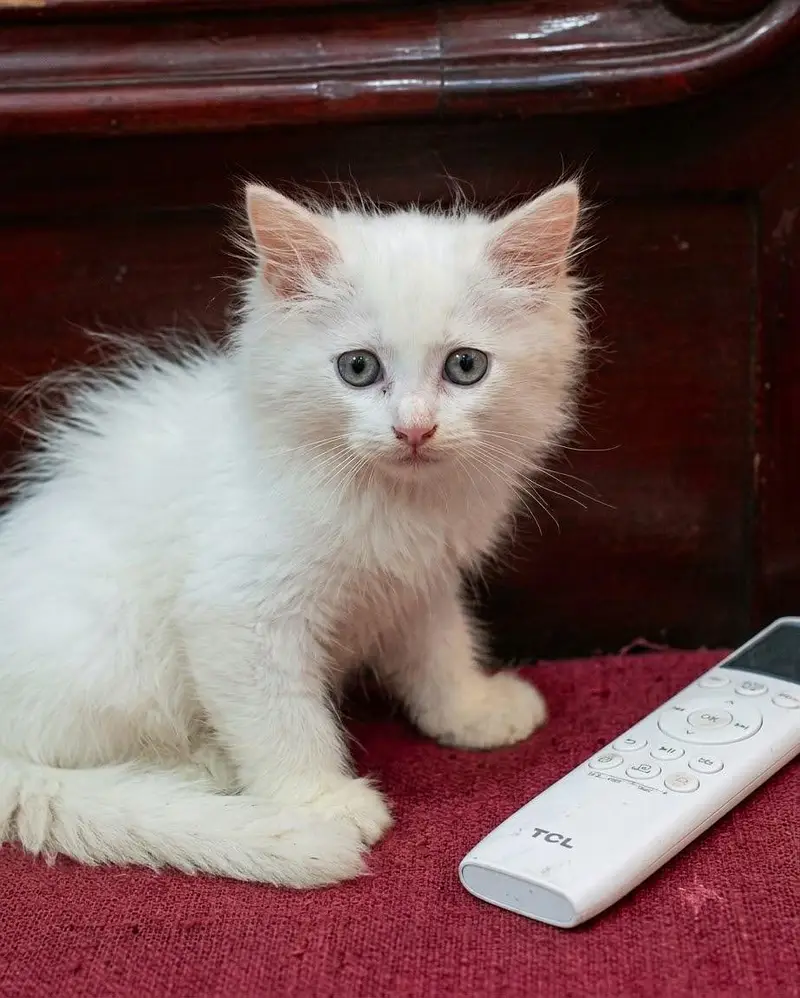 White Persian kitten — photo 2