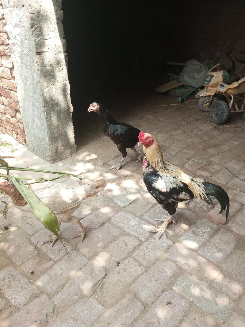 Aseel Full active — photo 2