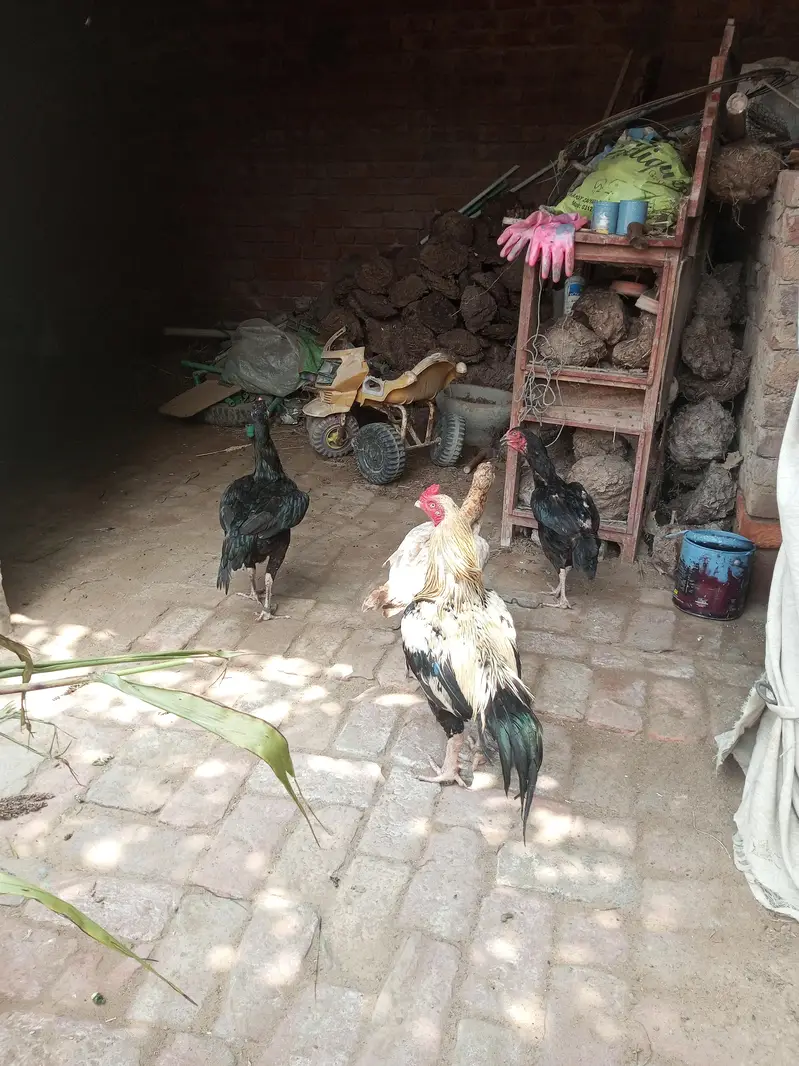 Aseel Full active — photo 5