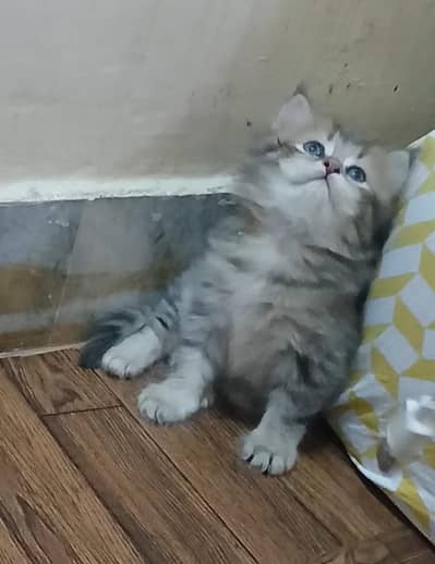 kittesn