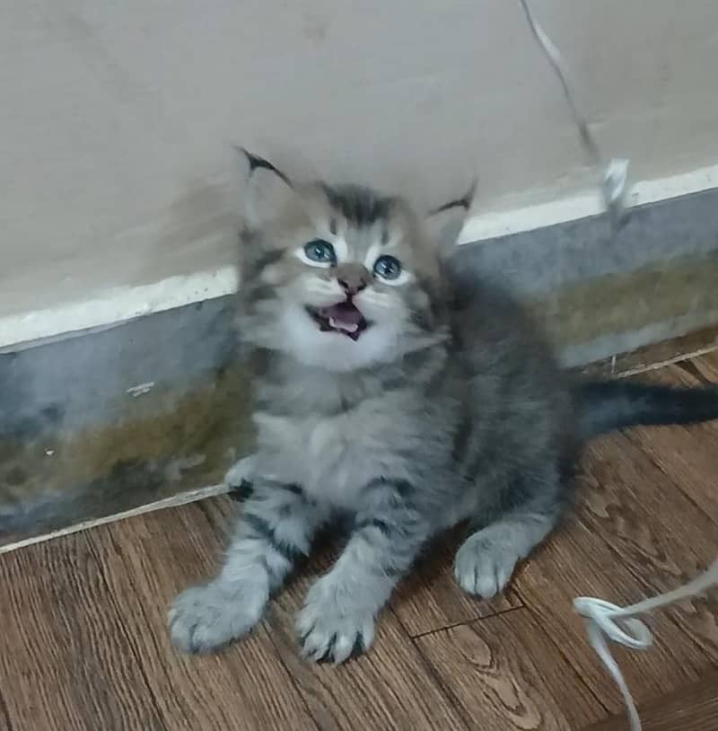 kittesn 1