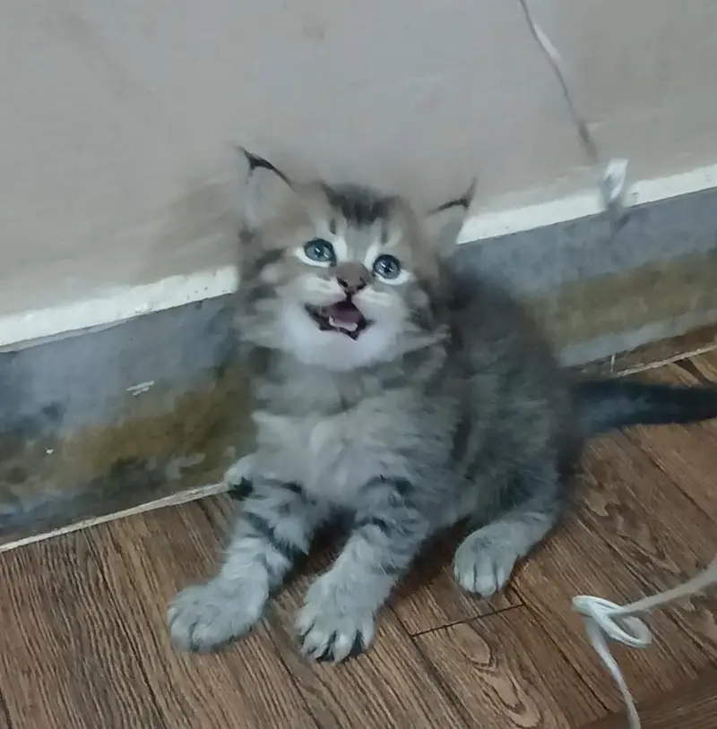 kittesn — photo 2