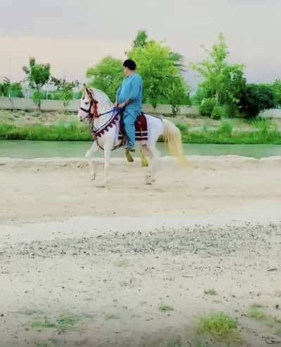 nukra Horse available for sale riding purposes