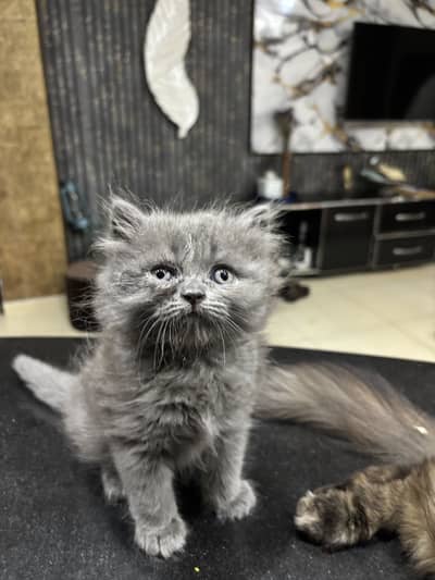 Grey Persian doll face kitten-long hair