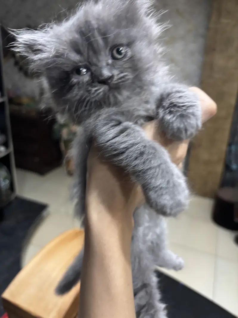 Grey Persian doll face kitten-long hair — photo 2