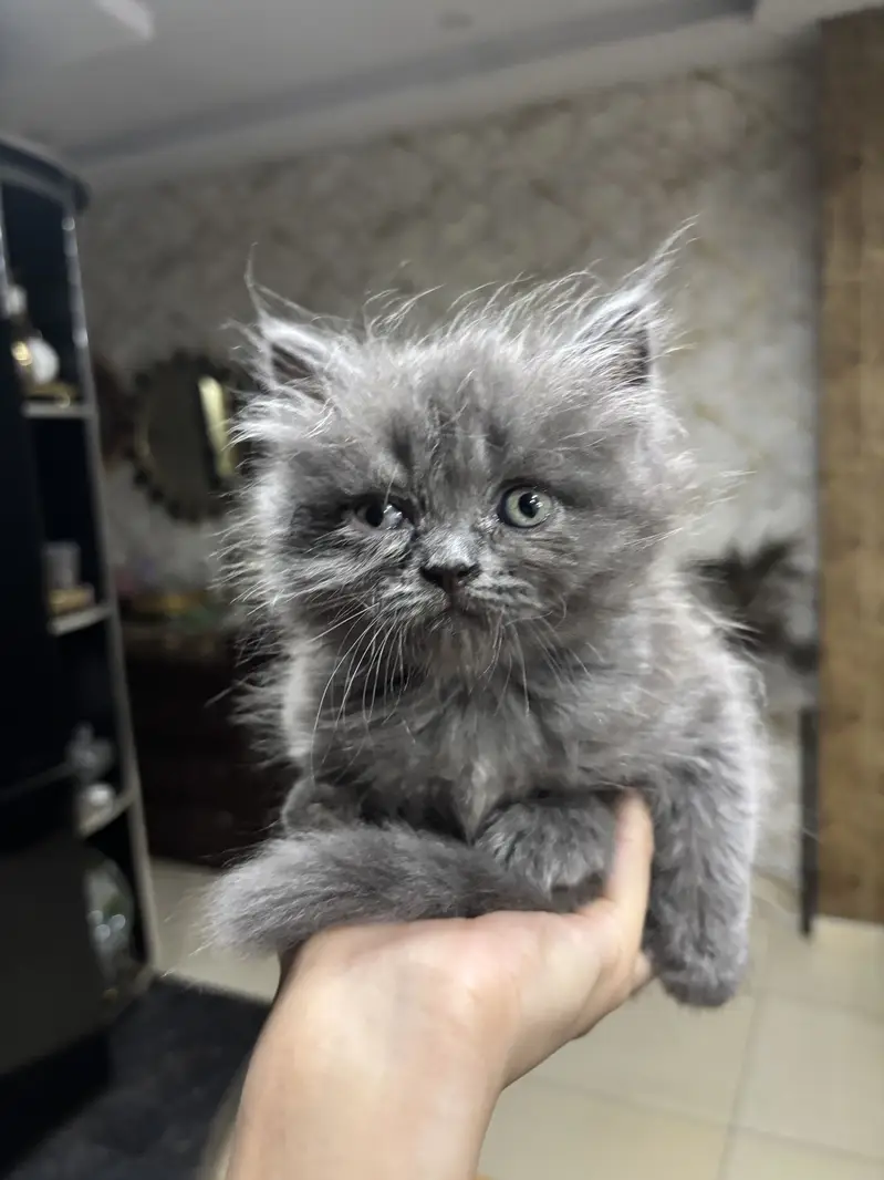 Grey Persian doll face kitten-long hair — photo 3