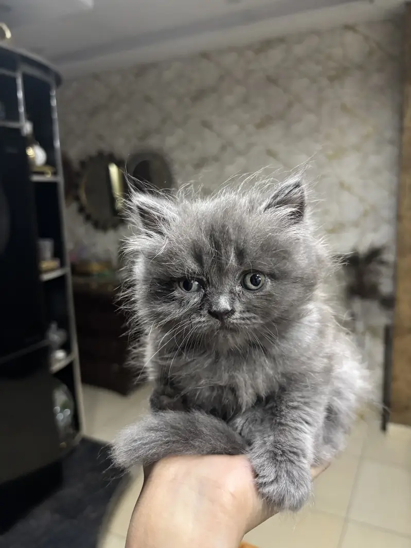 Grey Persian doll face kitten-long hair — photo 4