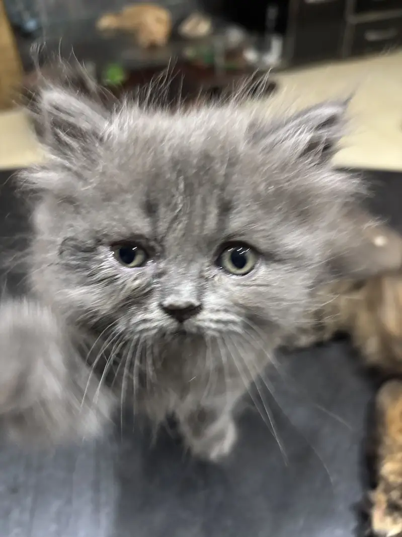 Grey Persian doll face kitten-long hair — photo 5