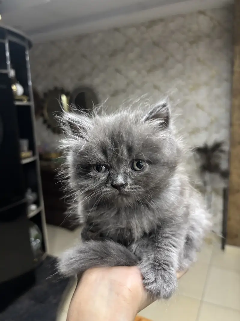 Grey Persian doll face kitten-long hair — photo 6