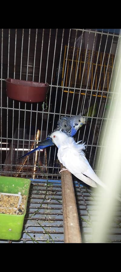 nice Bird hogoromo double flower
