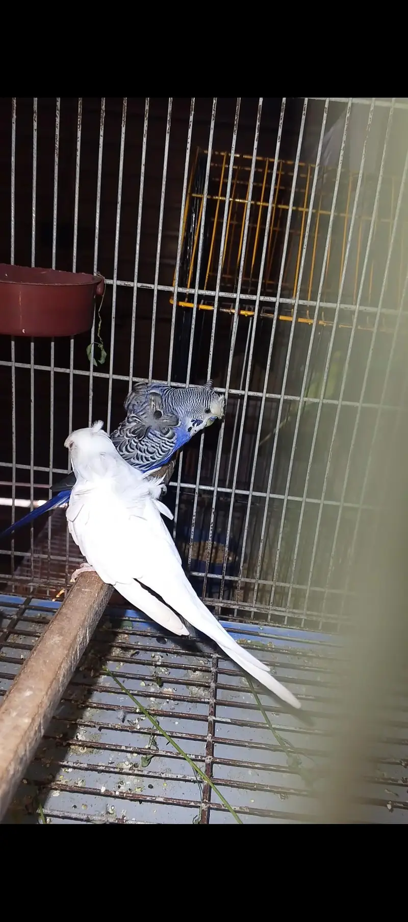 nice Bird hogoromo double flower — photo 2