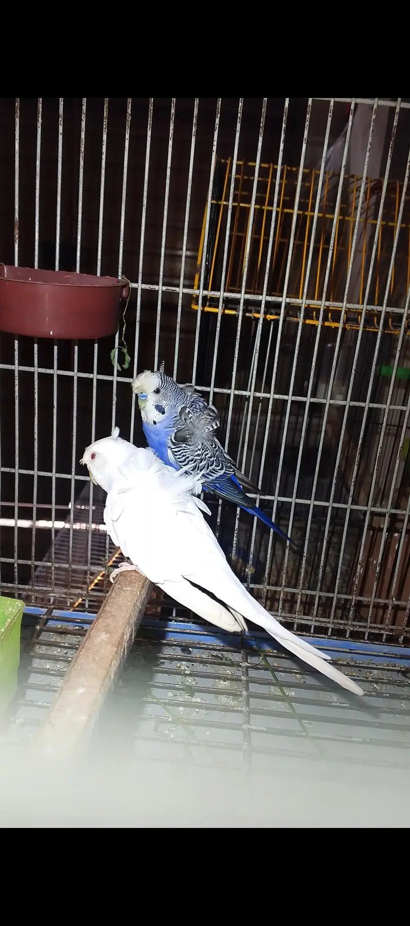 nice Bird hogoromo double flower — photo 3