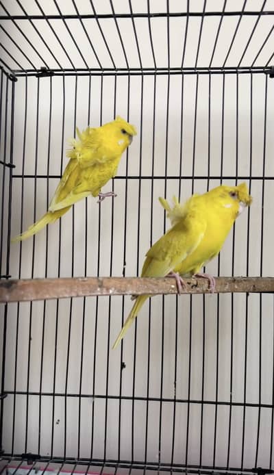 Hogoromo Red eyes breeder pair