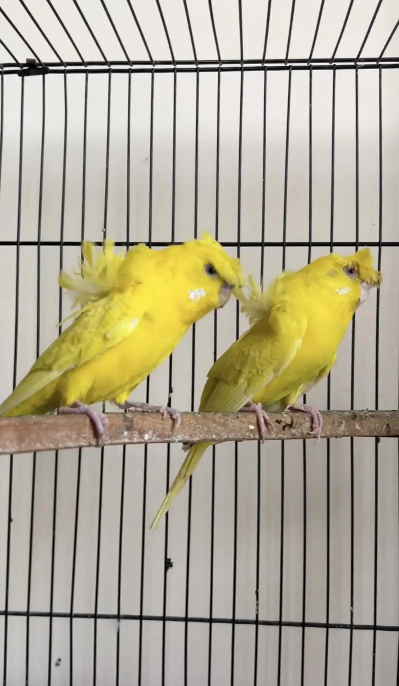 Hogoromo Red eyes breeder pair — photo 2