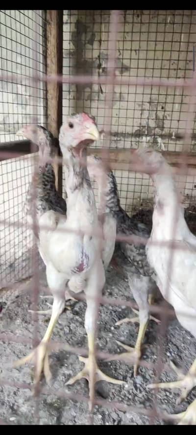 shamo chicks