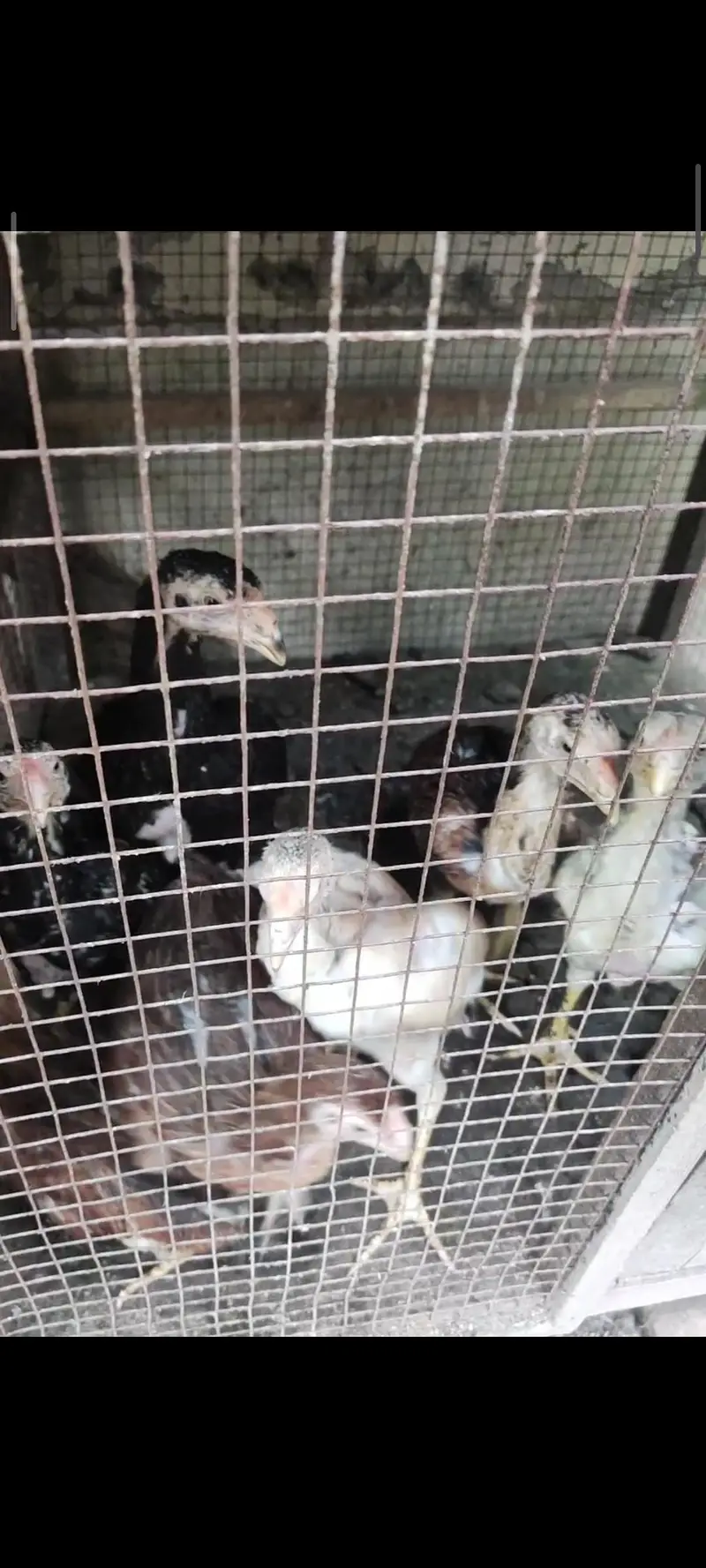 shamo chicks — photo 2