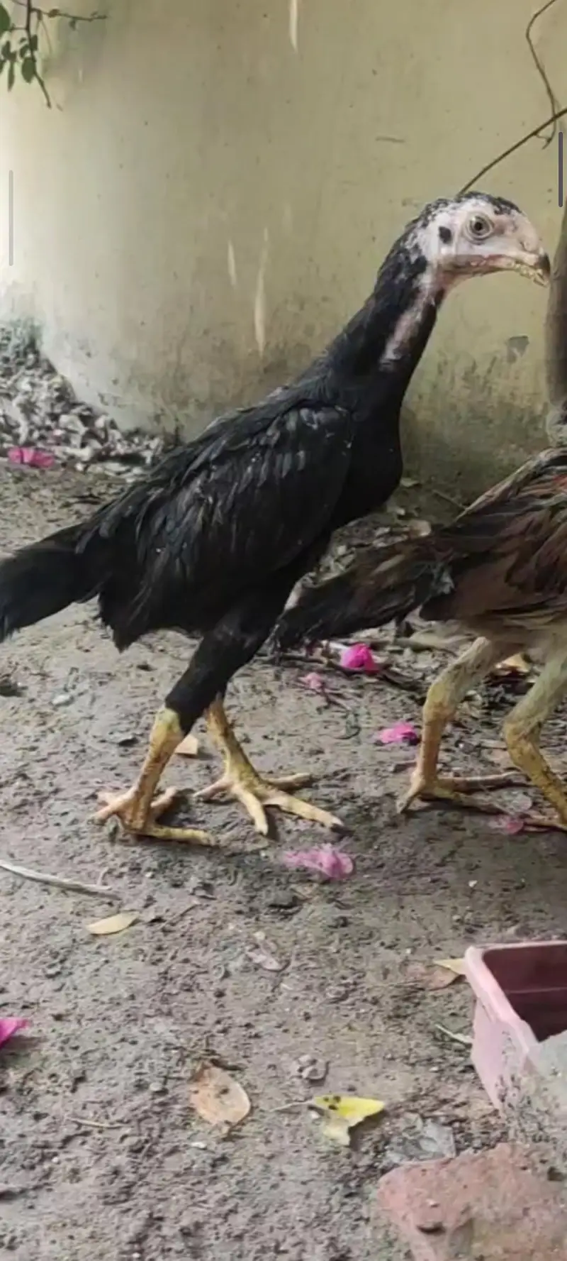 shamo chicks — photo 4