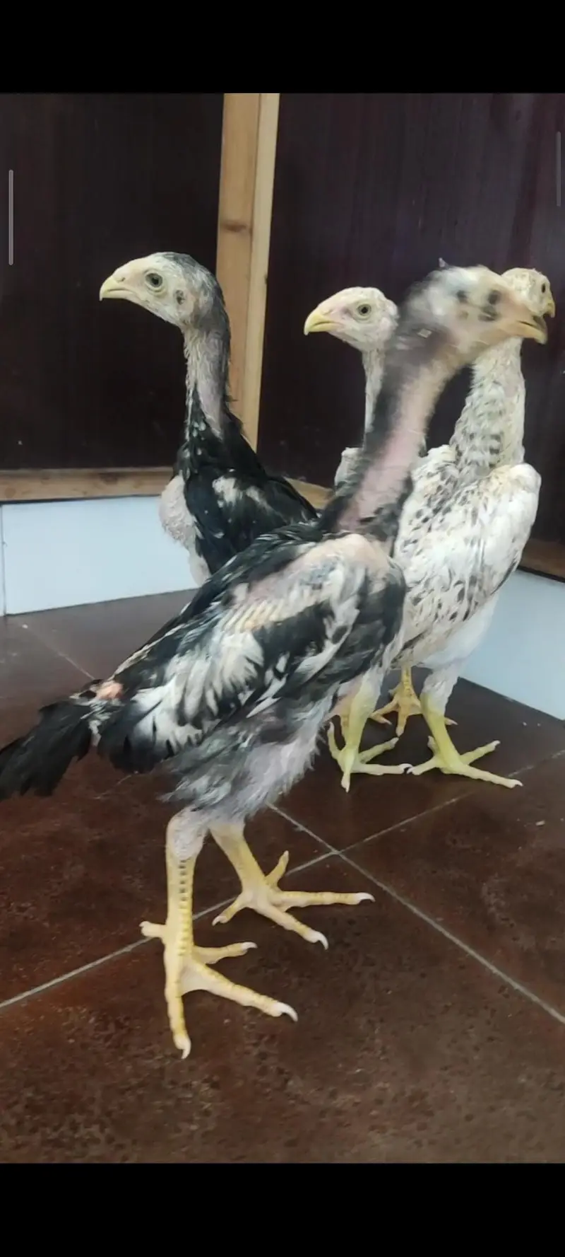 shamo chicks — photo 5