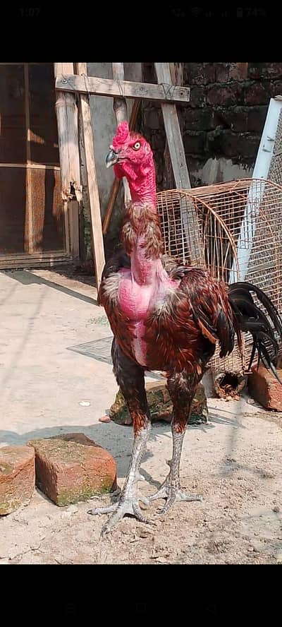 gnoi aseel
