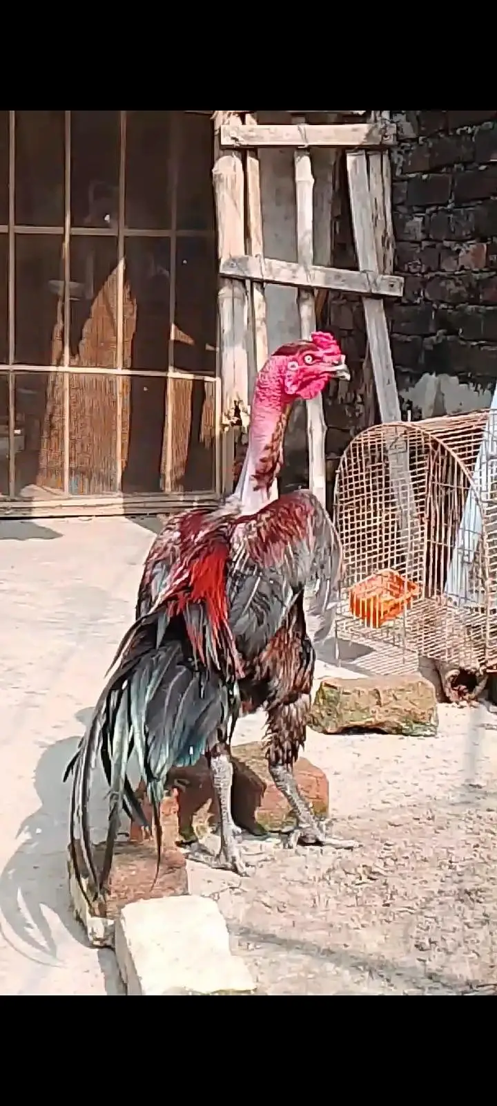 gnoi aseel — photo 3