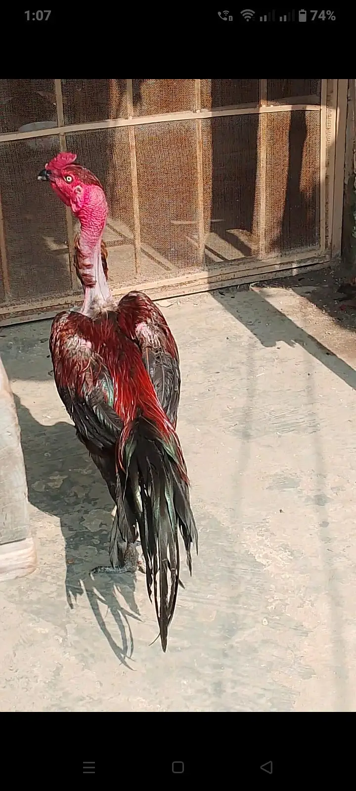 gnoi aseel — photo 7