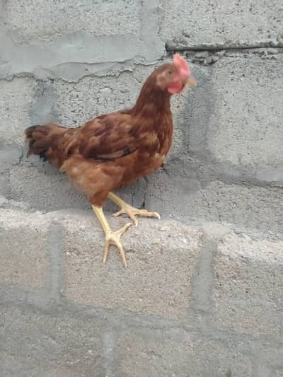 pure rir rooster for sale