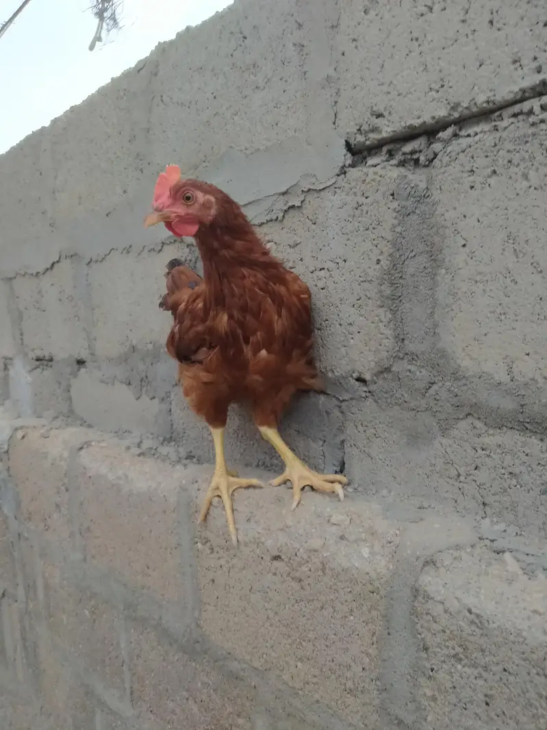 pure rir rooster for sale — photo 2