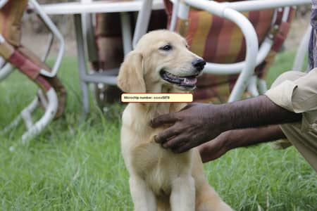 Golden Retriever Female Puppy – Lahore Cantt
