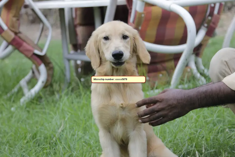 Golden Retriever Female Puppy – Lahore Cantt — photo 2