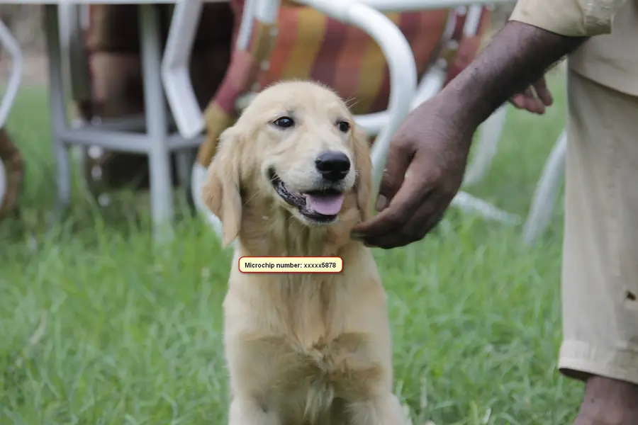Golden Retriever Female Puppy – Lahore Cantt — photo 3
