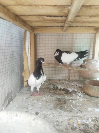 Sabz khaal  Two Females