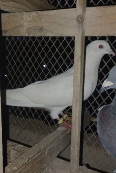 Pigeon