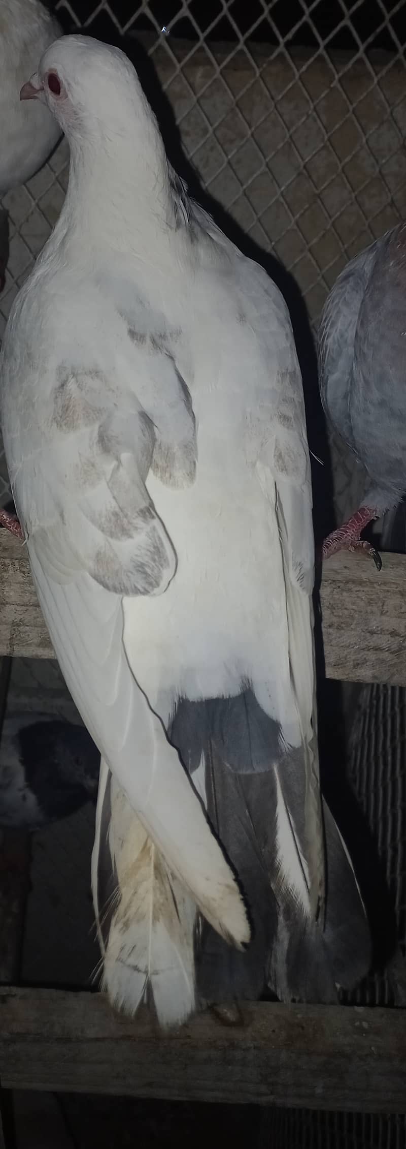 Pigeon 1