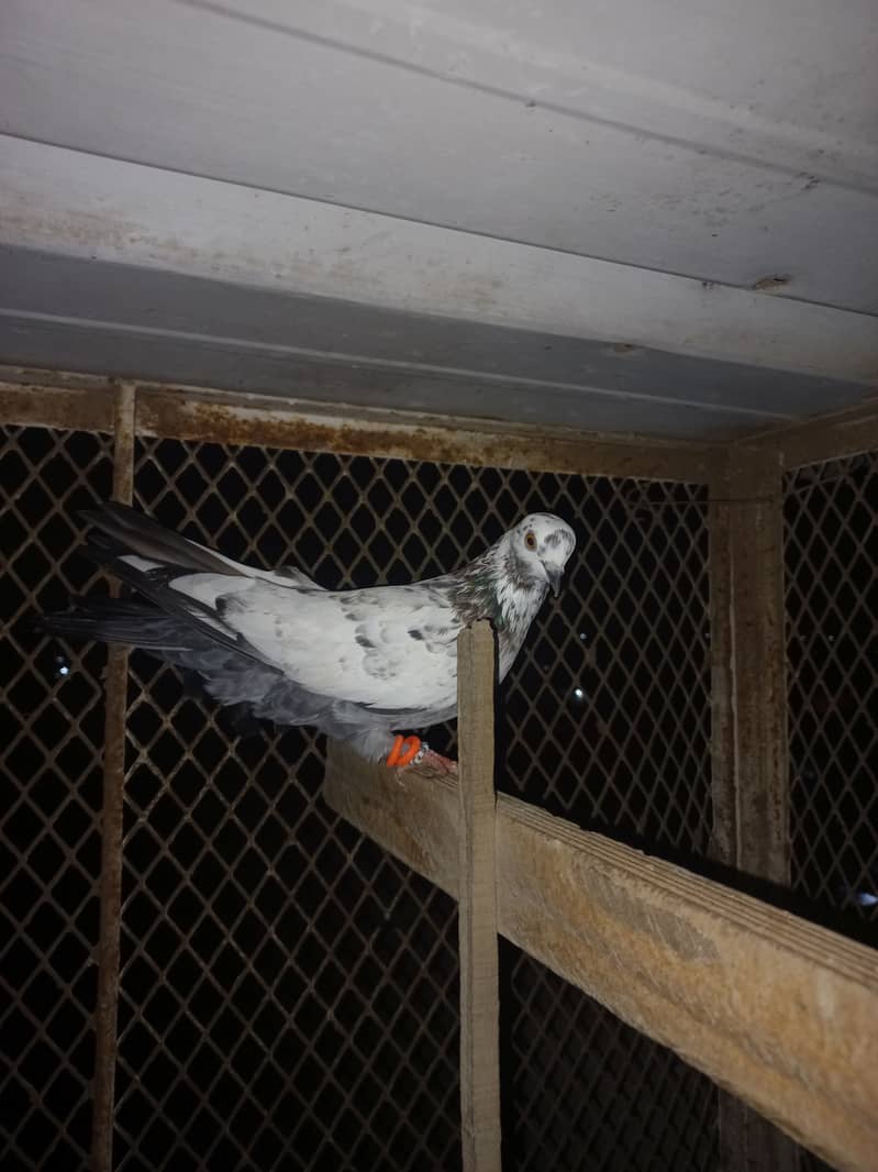 Pigeon 2