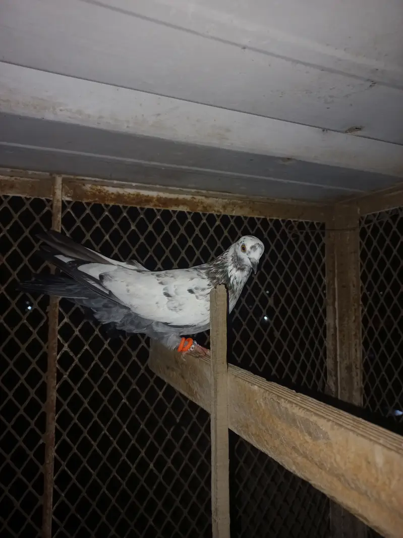 Pigeon — photo 3