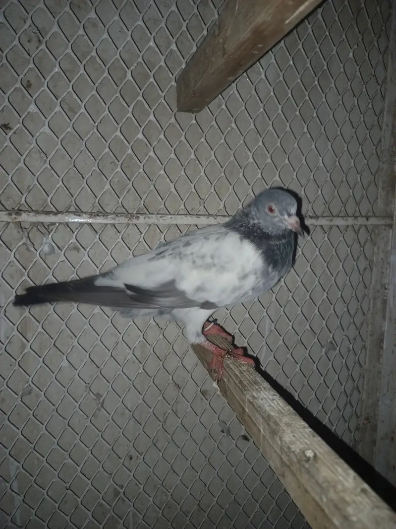 Pigeon — photo 4